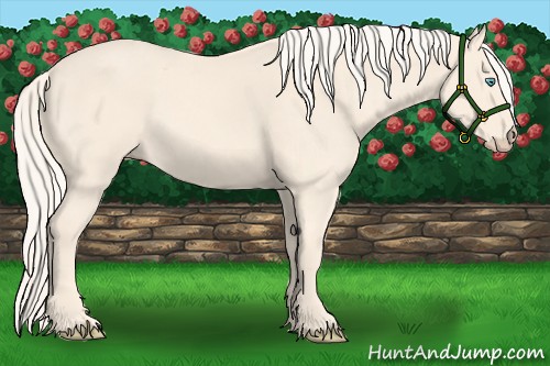 Horse Color:Cremello