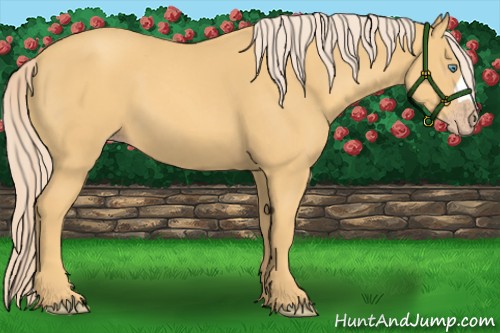 Horse Color:Gold Cream Champagne