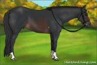 Horse Color:Brown Tobiano 