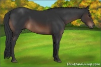 Horse Color:Brown 