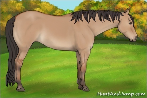 Horse Color:Brown Dun 