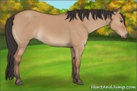 Horse Color:Brown Dun 