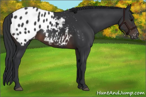 Horse Color:Brown Appaloosa 