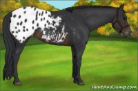 Horse Color:Brown Appaloosa