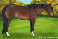 Horse Color:Brown 