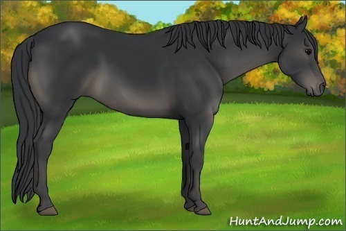 Horse Color:Black 