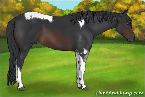 Horse Color:Brown Tobiano