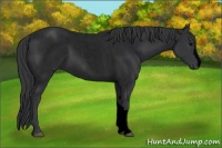 Horse Color:Void Blue Roan 