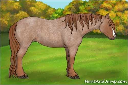 Horse Color:Red Roan 