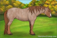 Horse Color:Red Roan 