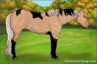 Horse Color:Void Silver Bay Dun Tobiano Rabicano 