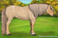 Horse Color:Palomino Roan 