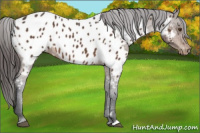 Horse Color:Bay Appaloosa 