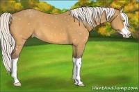 Horse Color:Silver Buckskin Splash Appaloosa 