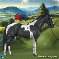 Horse Color:Black Tobiano 