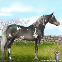 Horse Color:White Spotted Liver Chestnut Sabino