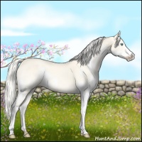 Horse Color:Cremello Sabino Splash 