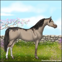 Horse Color:Liver Red Dun 