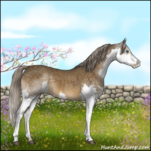 Horse Color:Chocolate Palomino Sabino Splash