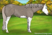 Horse Color:Silver Grullo Splash 