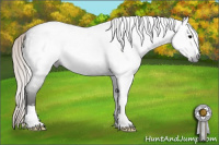 Horse Color:Gray Silver Blue Roan 