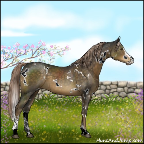 Horse Color:White Spotted Chocolate Palomino Sabino