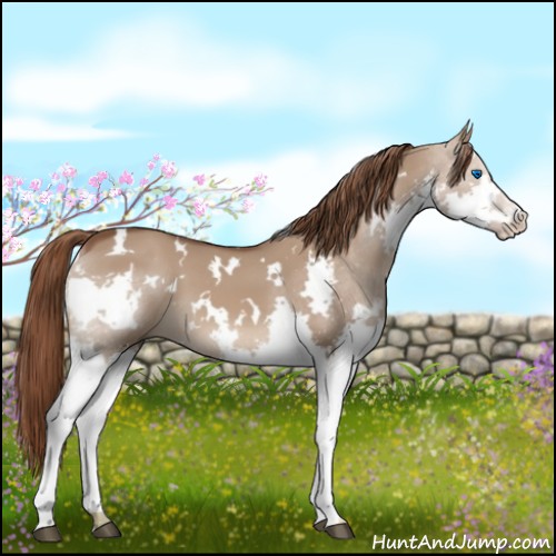 Horse Color:White Spotted Liver Red Dun Splash 