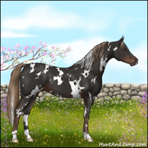 Horse Color:White Spotted Liver Chestnut 