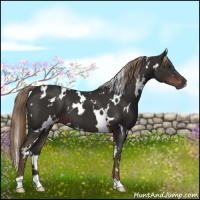 Horse Color:White Spotted Liver Chestnut