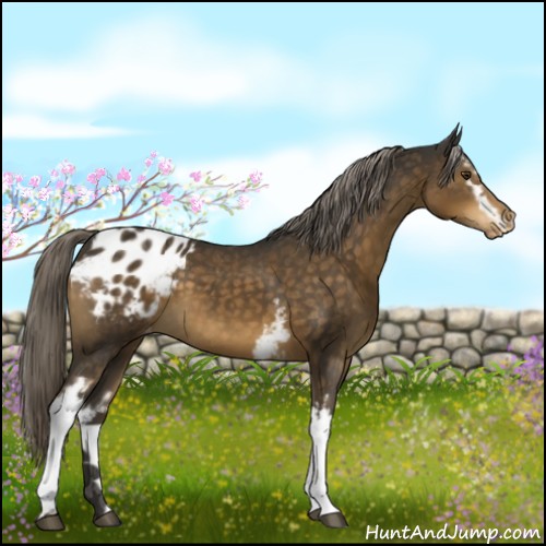 Horse Color:White Spotted Chocolate Palomino Blanket