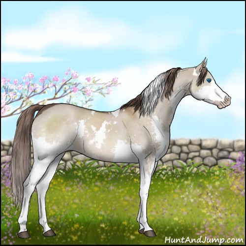Horse Color:White Spotted Liver Red Dun Splash Tobiano 