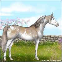 Horse Color:White Spotted Liver Red Dun Splash 