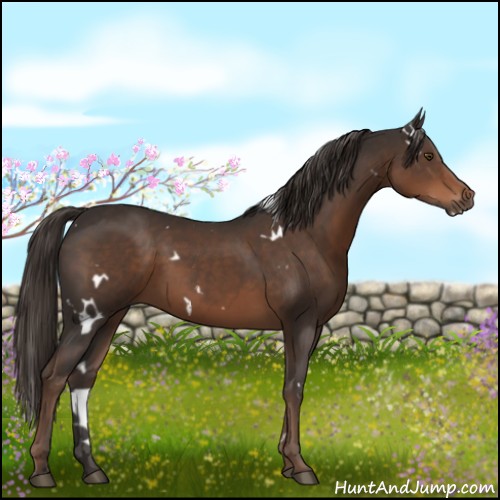 Horse Color:White Spotted Liver Chestnut 