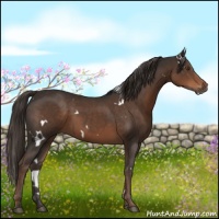 Horse Color:White Spotted Liver Chestnut