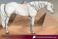 Horse Color:White Spotted Liver Red Dun Pearl Mushroom Blanket Brindle