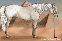 Horse Color:White Spotted Liver Red Dun Pearl Appaloosa Brindle