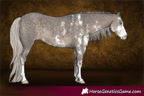 Horse Color:Silver Smoky Grullo Sabino 