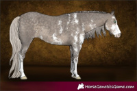 Horse Color:Silver Smoky Grullo Sabino 