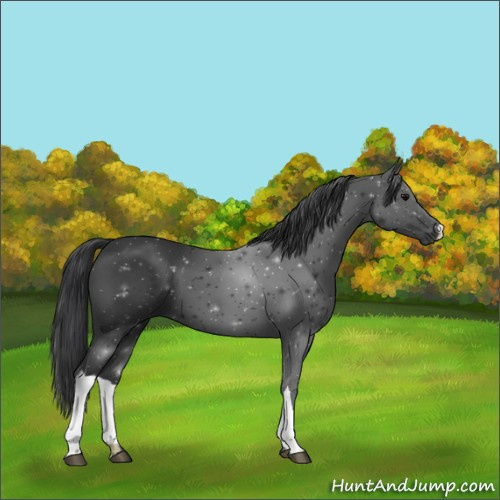 Horse Color:Black 
