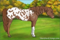 Horse Color:Chestnut Appaloosa 