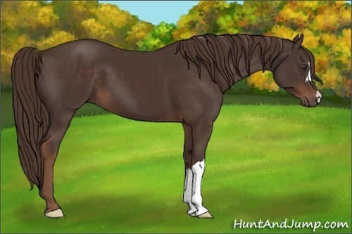 Horse Color:Liver Chestnut 