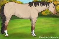 Horse Color:Bay Dun