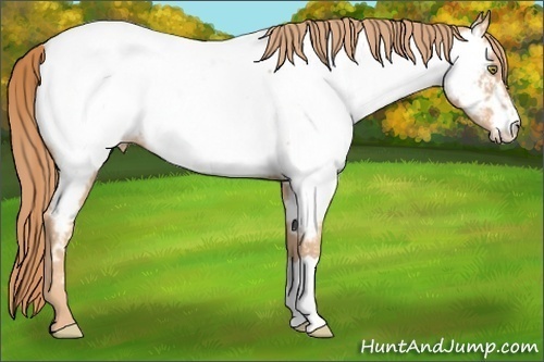 Horse Color:Gold Champagne Near Fewspot