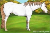 Horse Color:Gold Champagne Appaloosa