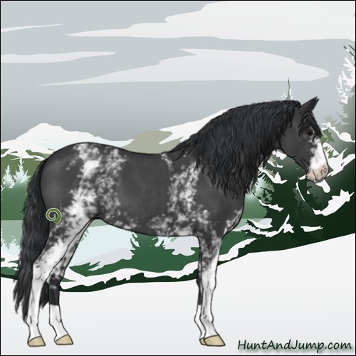 Horse Color:White Spotted Blue Roan 