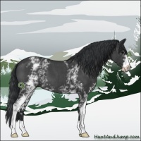 Horse Color:White Spotted Blue Roan 