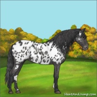 Horse Color:Black Near Leopard 