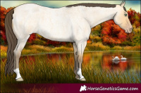 Horse Color:Amber Cream Champagne Roan Dun