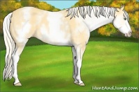 Horse Color:White Spotted Gold Cream Champagne 