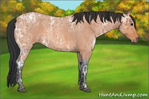 Horse Color:Bay Ice Roan Rabicano 